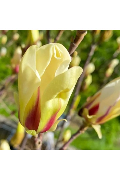 Магнолія гібридна Санрайз опис